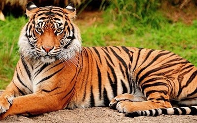 Tiger portrait horizontal